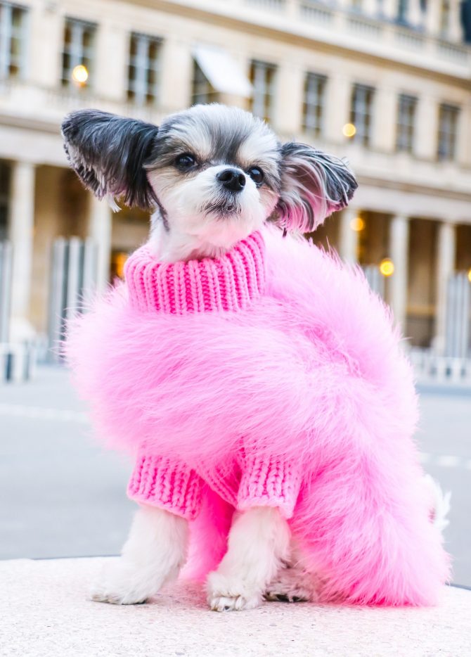 Pet Sweaters
