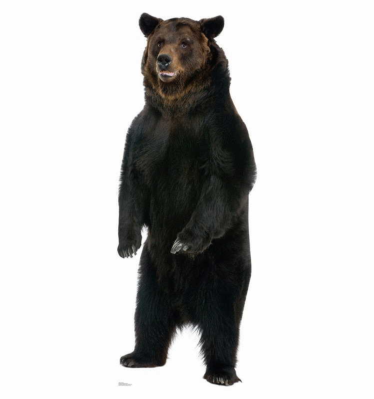 Life Size Animal Standees