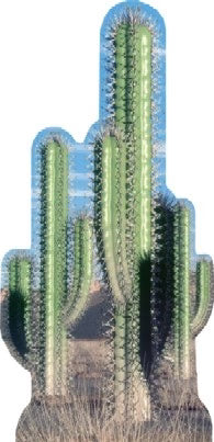 Life Size Cactus Standees