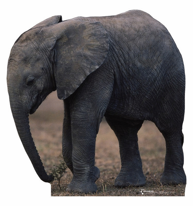Life Size Elephant Standees