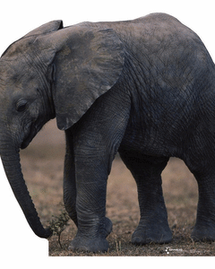 Collection image for: Life Size Elephant Standees