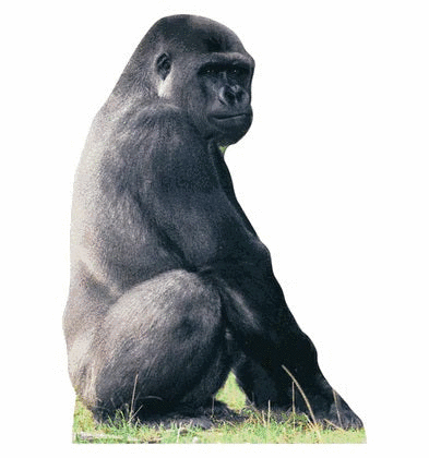 Life Size Gorilla Standees