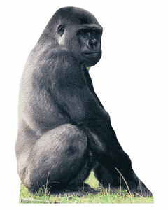 Collection image for: Life Size Gorilla Standees