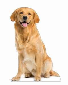 Collection image for: Lifesize Dog Standees