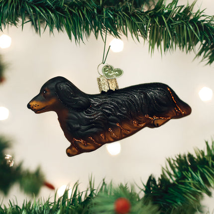 Long-haired Dachshund