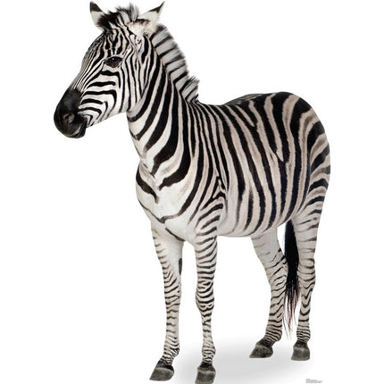 Zebra Cardboard Standee