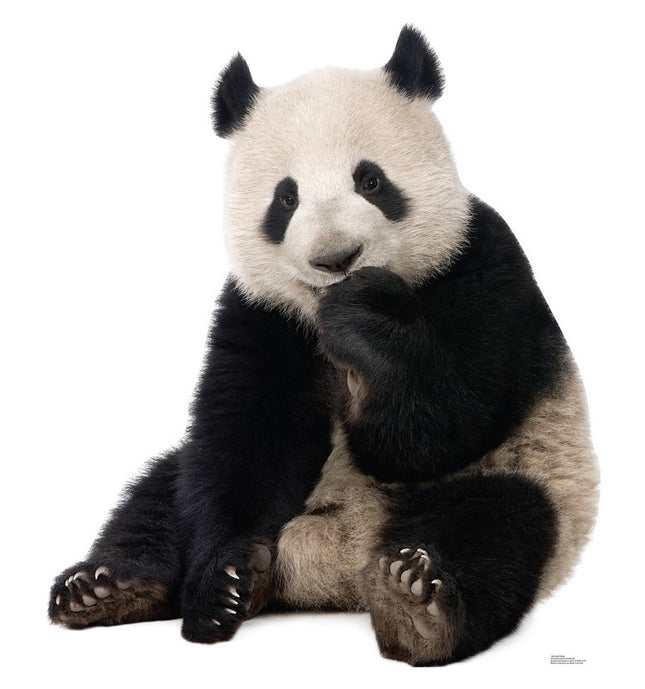 Giant Panda Cardboard Cutout