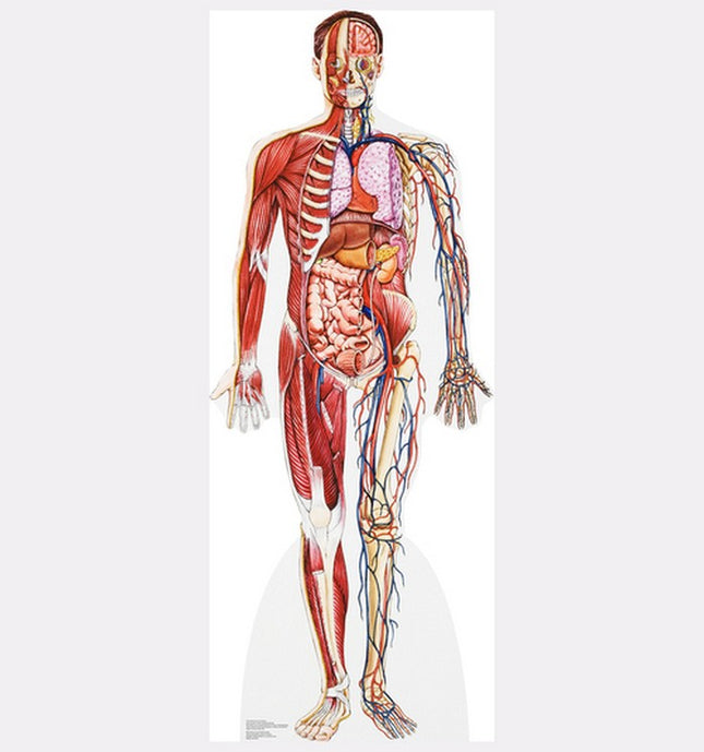 Anatomy Cross Section Cardboard Cutout