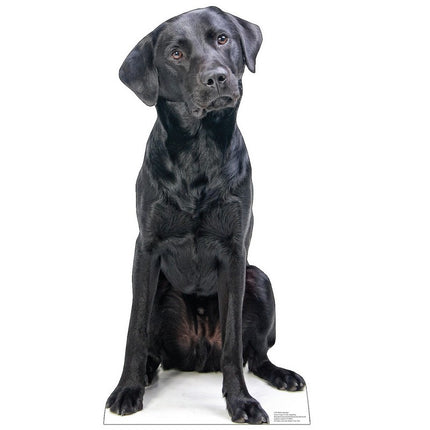 Black Labrador Cardboard Cutout