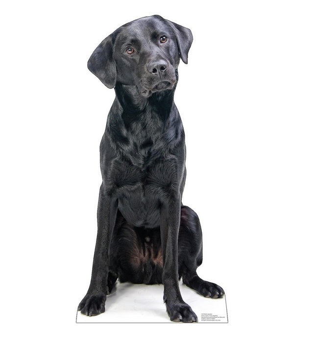 Black Labrador Cardboard Cutout