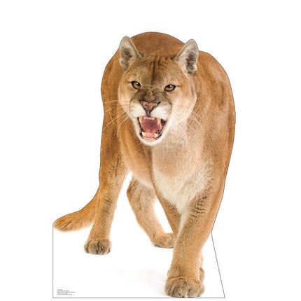 Cougar Cardboard Cutout