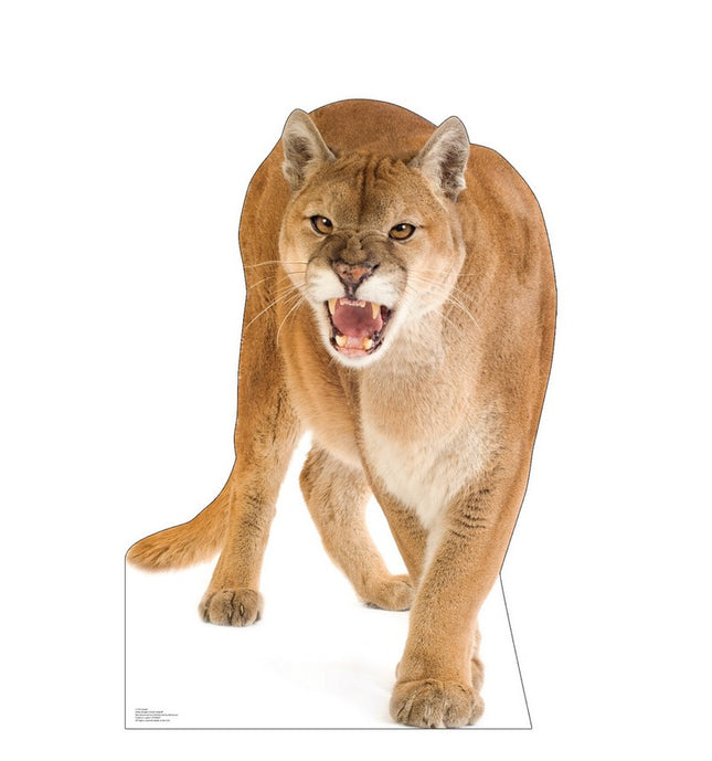 Cougar Cardboard Cutout