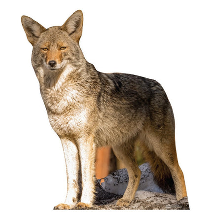 Coyote Cardboard Cutout
