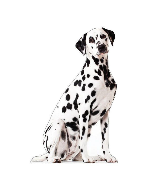 Dalmatian Dog Cardboard Cutout