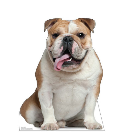 English Bull Dog Cardboard Cutout
