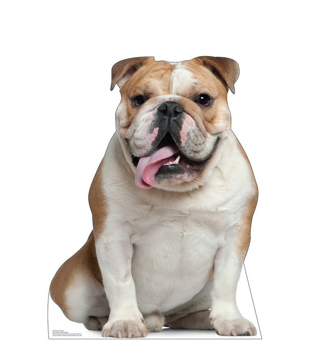 English Bull Dog Cardboard Cutout