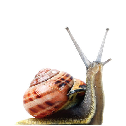 Giant Snail Cardboard Cutout
