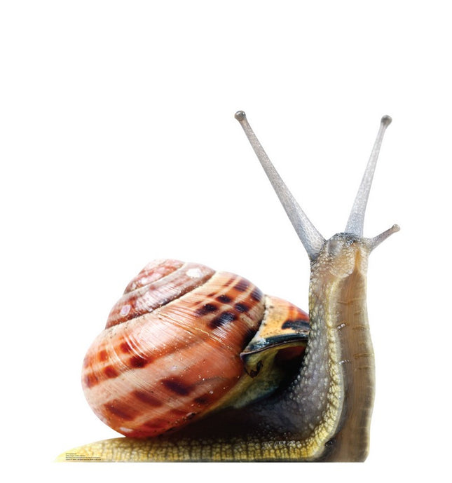 Giant Snail Cardboard Cutout