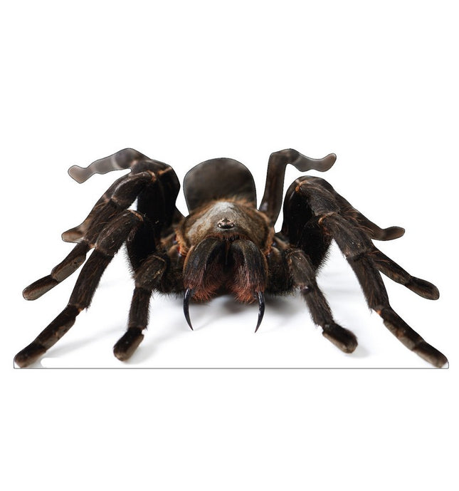 Giant Tarantula Cardboard Cutout