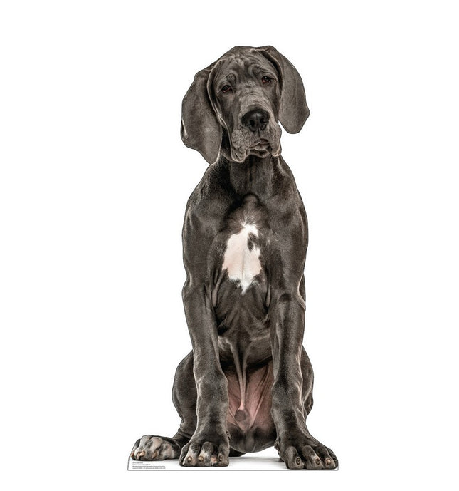 Great Dane Cardboard Cutout