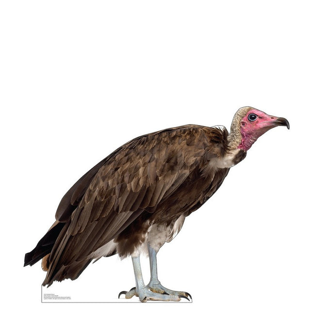 Hooded Vulture Cardboard Cutout