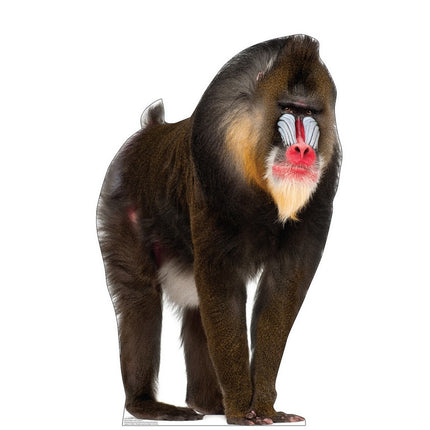 Mandrill Cardboard Cutout