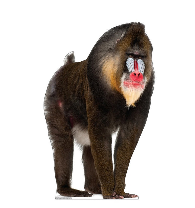 Mandrill Cardboard Cutout