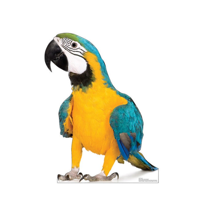 Parrot Cardboard Cutout