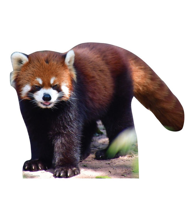 Red Panda Cardboard Cutout