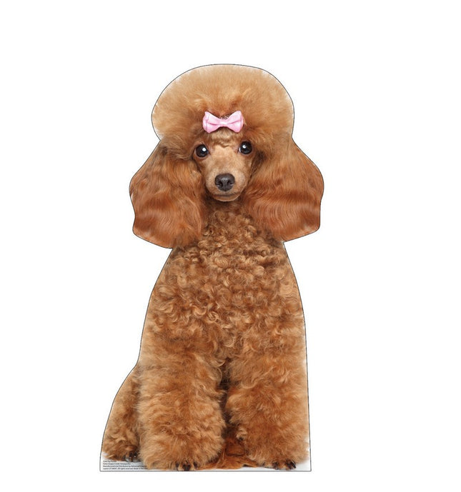 Toy Poodle Cardboard Cutout