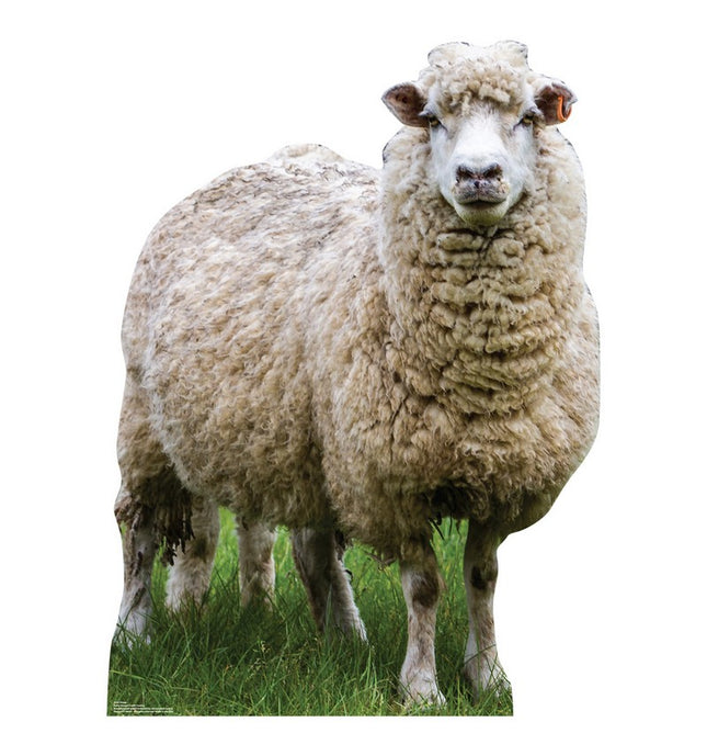 Sheep Cardboard Cutout