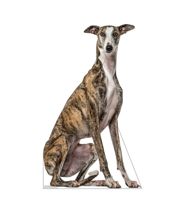 Greyhound Dog Cardboard Cutout