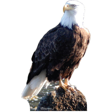 Eagle Cardboard Cutout