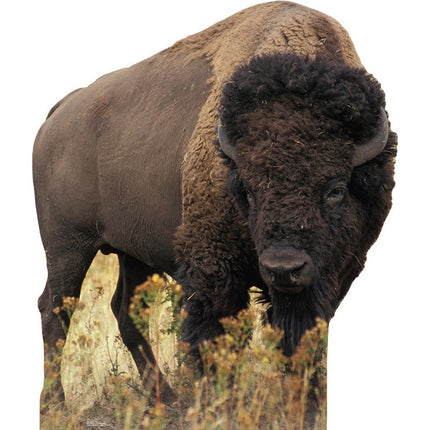 Bison Cardboard Cutout