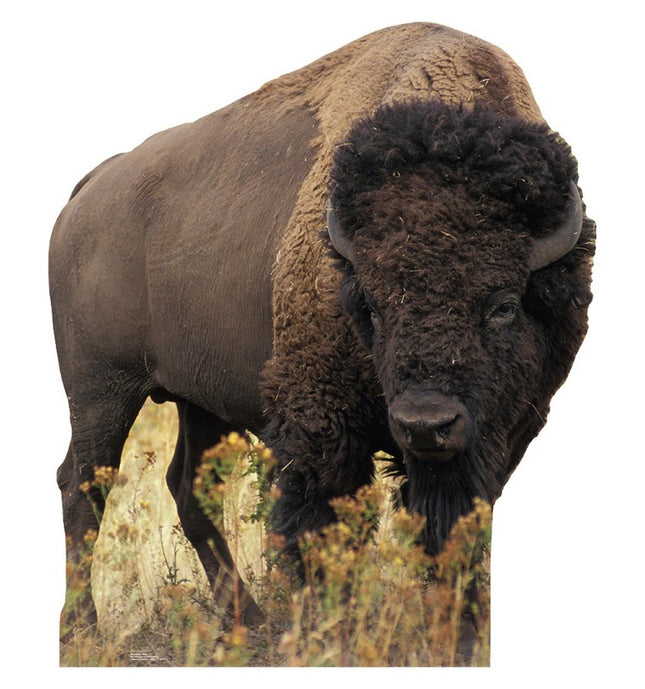 Bison Cardboard Cutout