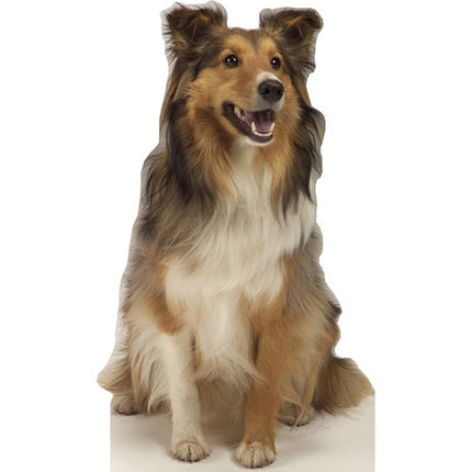 Collie Dog Cardboard Cutout
