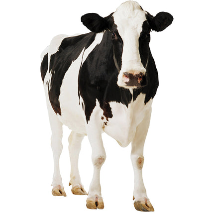Cow Cardboard Cutout