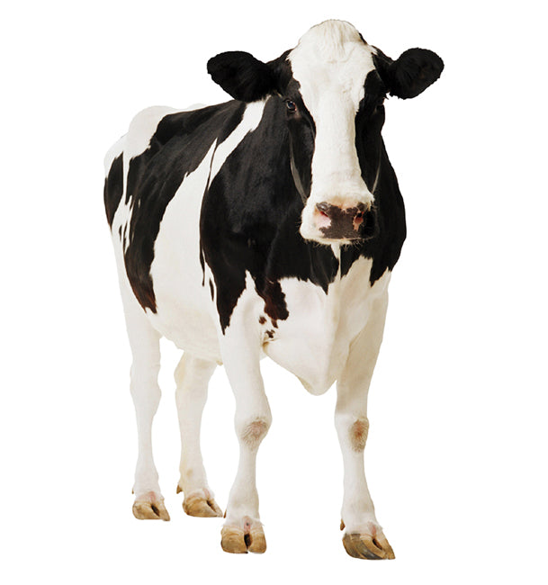 Cow Cardboard Cutout