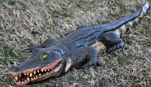 Halloween Prop Foam Filled 4' Swamp Gator