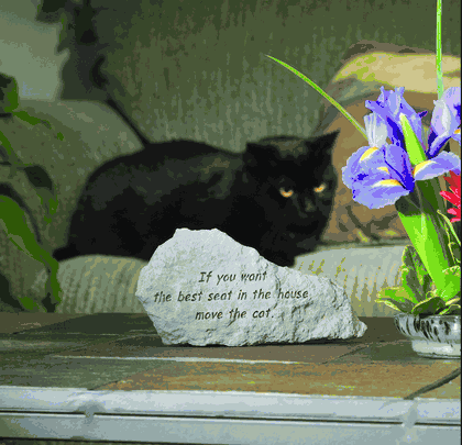 If you want the best seat in the house Stone